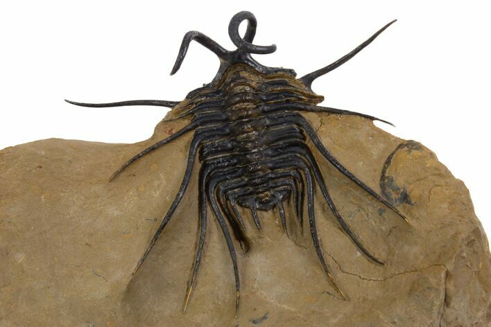 Magnificent, Alien-Looking Dicranurus Trilobite - Atchana, Morocco #339625